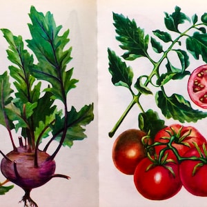 Ukrainian Botany Book, 48 Botanical Illustration of Fruits and Vegetables, Field Guide for Scrapbooking