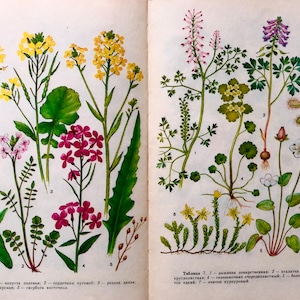 Herbal Medicine Book, 16 Botanical Illustration of Healing Herbs, USSR Plant Book