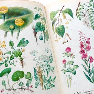 Phytotherapy Botany Book, Medicinal Herbs, Healing Plants, 16 Botanical Illustrations