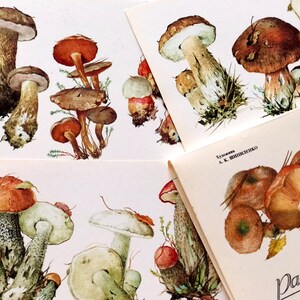 Confezione da 32 cartoline di funghi, carta per scrapbooking, cartoline vintage di funghi, effimeri botanici, artista Shipilenko