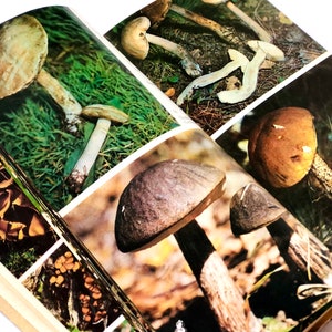 Mushroom Book with 80 Glossy Botanical Illustration, Fungi Foraging, Russian Botany Book