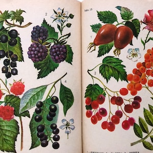 Herbal Medicine, Plant Guide with 24 Botanical Ephemera, Antique Botany Mushroom Book