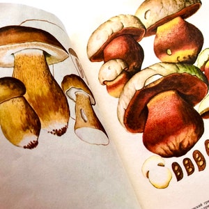 Vintage Pilzbuch mit 32 Illustrationen von Pilzen, Russisches Botanikbuch, Pilzkunst
