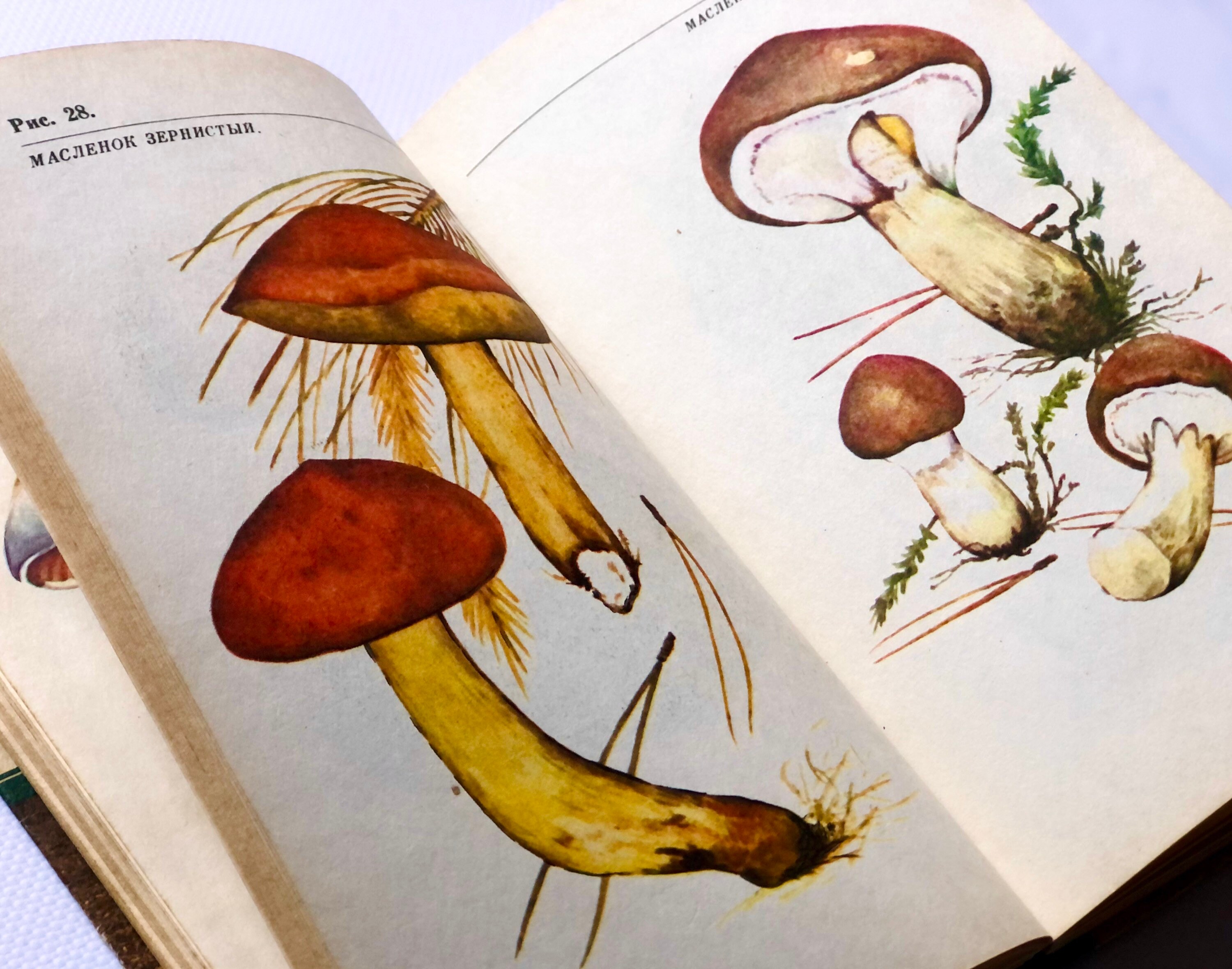 Mushroom Hunting Book 70 Botanical Fungi Illustration Etsy