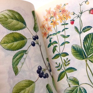 May include: A vintage botanical illustration featuring two plants. The first plant has dark green leaves and black berries. The second plant has yellow flowers and red berries.