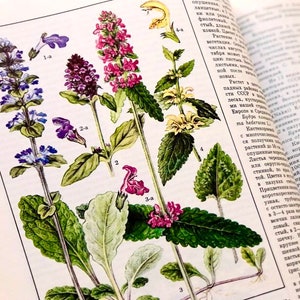 Vintage Herbal Book, 142 Botanical Illustration of Plants, Russian Reference Books, Field Guide