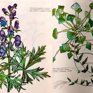 Ukrainische Heilkräuter, 16 Botanische Illustration, Vintage Kräuterbuch, Nachschlage Pflanzenführer 1978