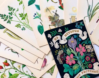 USSR Botanical Postcards, Medicinal Plant Illustration, Russian Post Card Set of 16 Healing Herbs