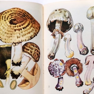 Pilz-Samen der Karpaten, botanisches Sammelalbum Ephemera, Pilz-Buch-Geschenk