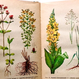 Heilkräuter-Buch, 16 botanische Ephemera, Vintage Botanik-Buch 1975, russischer Pflanzenführer