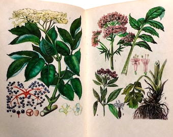 Vintage Botanisches Buch mit 80 illustrierten Seiten, Heilpflanzen und Heilkräutern, Botanikbuch