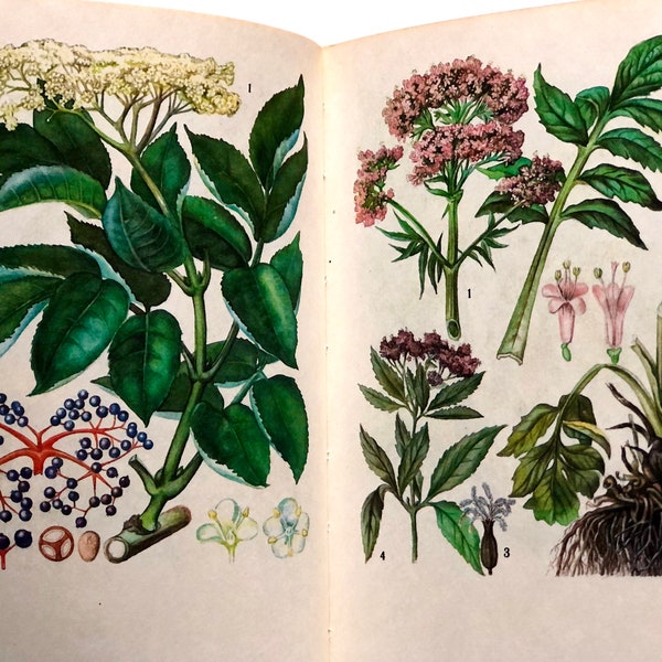 Vintage Botanical Book with 80 Illustrated Pages, Medicinal Plants and Healing Herbs, Botany Book