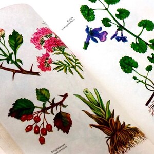 Antique Botany Book, Illustrated Botanical Ephemera, Russian Field Guide, Nature Lovers Gift