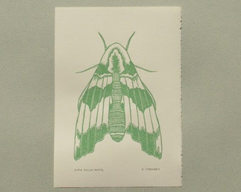 Lime hawk-moth linocut print
