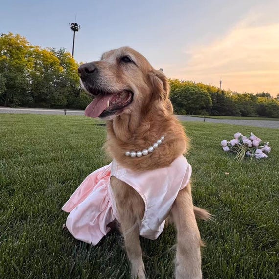 slim fit dress slacks Amanda Golden Retriever Flared Dress main image 0