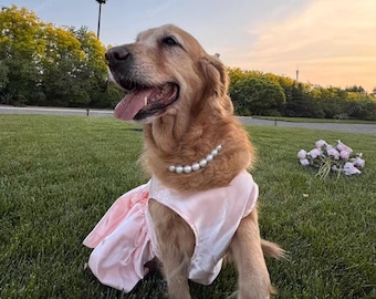 May include: A golden retriever dog wearing a light pink satin dress and a white pearl necklace. The dog has its mouth open with its tongue visible, sitting on a green lawn with a small bouquet of light pink flowers placed nearby.