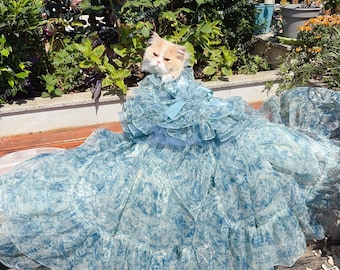 Puede incluir: Un gato esponjoso de color crema y canela lleva un vestido de volantes azul claro, transparente, con un delicado estampado floral blanco. La prenda presenta múltiples capas de tela, un cuello alto con volantes y un pequeño lazo en el escote.