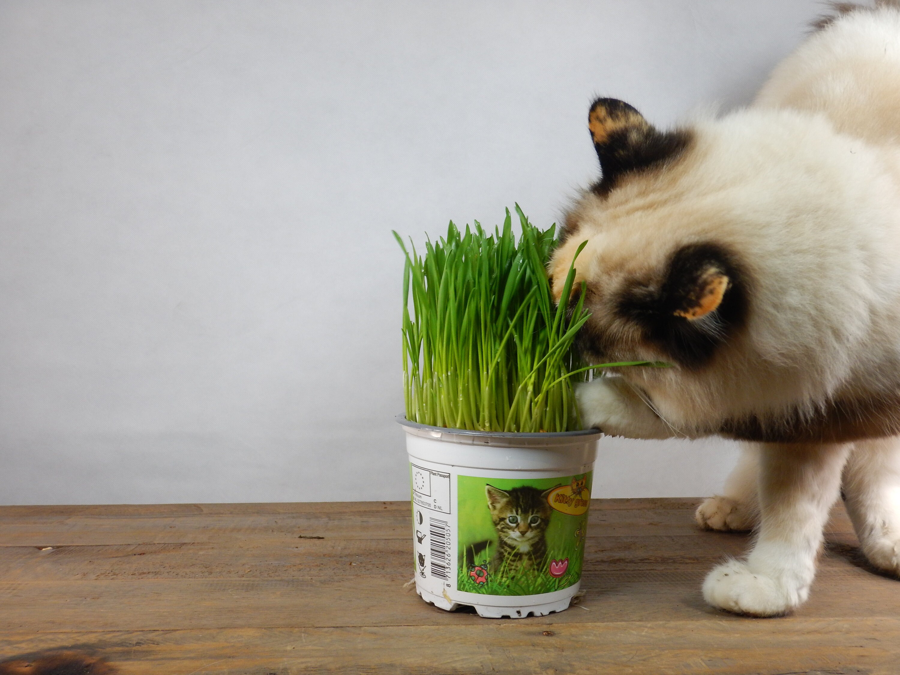 Cat grass Etsy