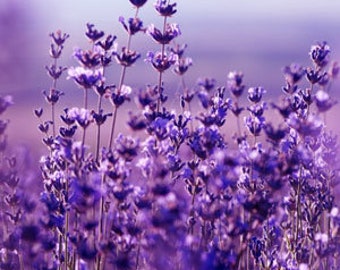 Lavender Flowers Fragrance Oil, Candle Soap Making, Air Freshener