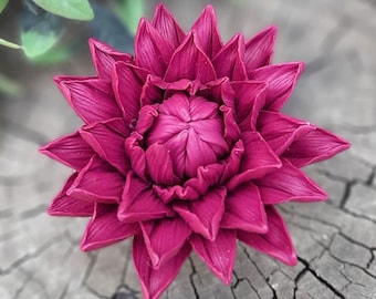 May include: A vibrant magenta flower with many petals, resembling a dahlia, is displayed on a rustic wooden surface.