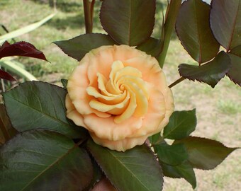 May include: A close-up of a peach-colored rose in full bloom, with a spiral center of lighter yellow petals. The rose is surrounded by dark green leaves with reddish-brown edges, and stems. The background is blurred, suggesting a garden setting.