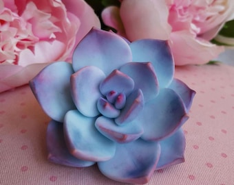 May include: A close-up of a succulent plant with blue and purple petals. The succulent is in focus, with pink peonies in the background. The petals have a gradient effect, transitioning from blue to purple. The background is a pink surface with small pink polka dots.