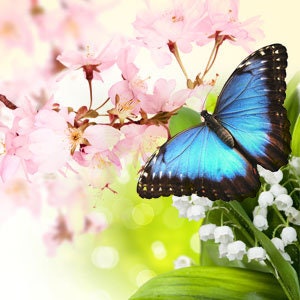 Fragrance Oil Butterfly hugs, Concentrated  Fragrance Oils, 10ml, 30ml, Fragrance Oil For Candle Soap Cosmetic Making, Air Freshener