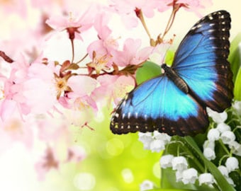 Butterfly Hugs Fragrance Oil, Apple Blossom Scent, Candle & Soap Making