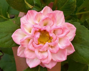 May include: A close-up of a pink dahlia flower with a yellow center, surrounded by green leaves. The petals are a gradient of pink and white. The flower is in full bloom, showcasing its intricate layers and textures.