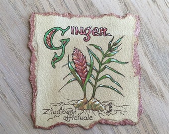 Mini pintura botânica de gengibre