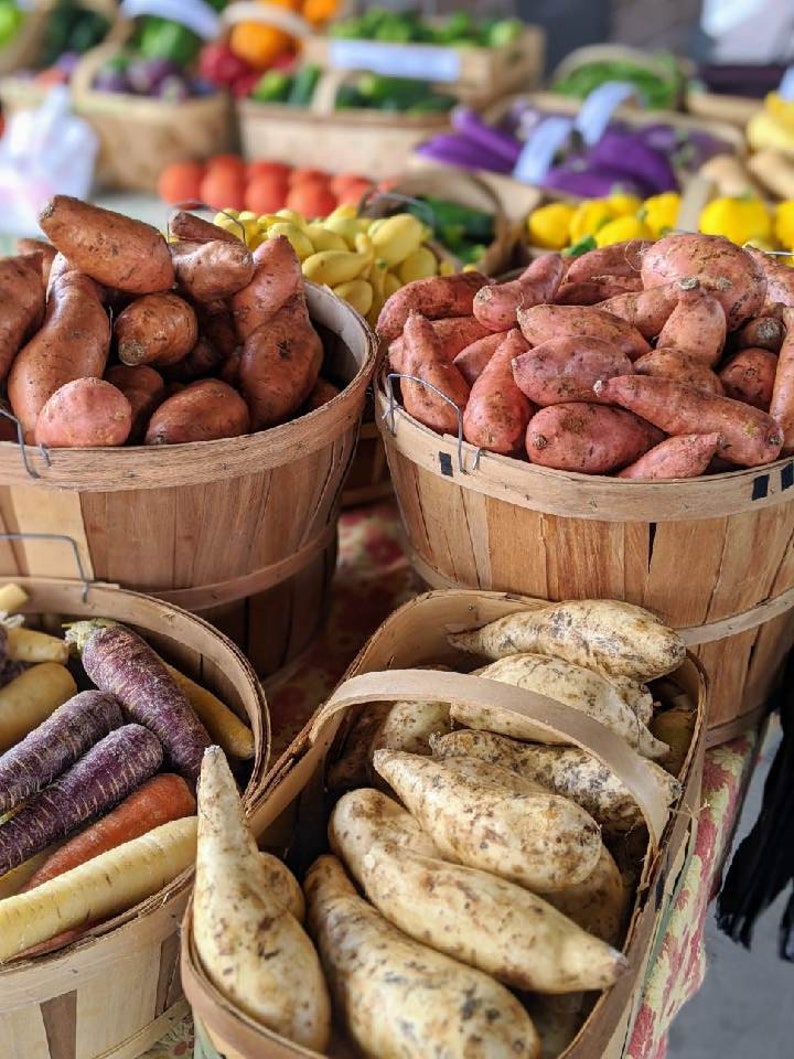 Beauregard red sweet potatoes Etsy Italia