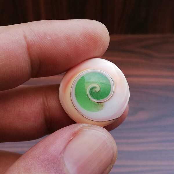 Green Shiva Eye Snail Fossil Cabochon 20mm - 24mm