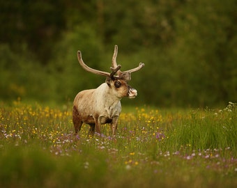 Caribou in grass land By Assaf Gavra as Stretched Gallery Wrap Canvas, Framed Canvas, Unframed Art Print or Framed Art Print + Free Shipping