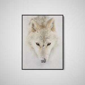 May include: A framed wall art print featuring a high-angle, close-up portrait of a white wolf with amber eyes. The wolf has thick, light-colored fur dusted with snow, and its dark nose is visible against the white, snowy background.