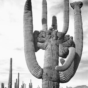 Cactus in Saguaro National Monument, Arizona Stretched, Framed or Rolled Canvas, Unframed or Framed Art Print Free Shipping