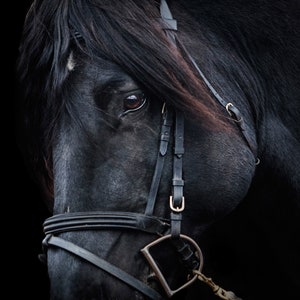 Up Close by The Yellowstone Collection as Paper, Canvas, or Outdoor Metal, Rolled, Stretched or Framed + Free Shipping