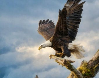 Bergadler I von Buck Rawlins American Wildlife Giclee Kunstdruck auf Leinwand oder Papier + kostenloser Versand