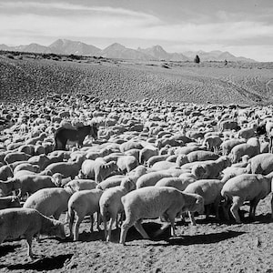 Flock in Owens Valley, California Stretched, Framed or Rolled Canvas, Unframed or Framed Art Print Free Shipping
