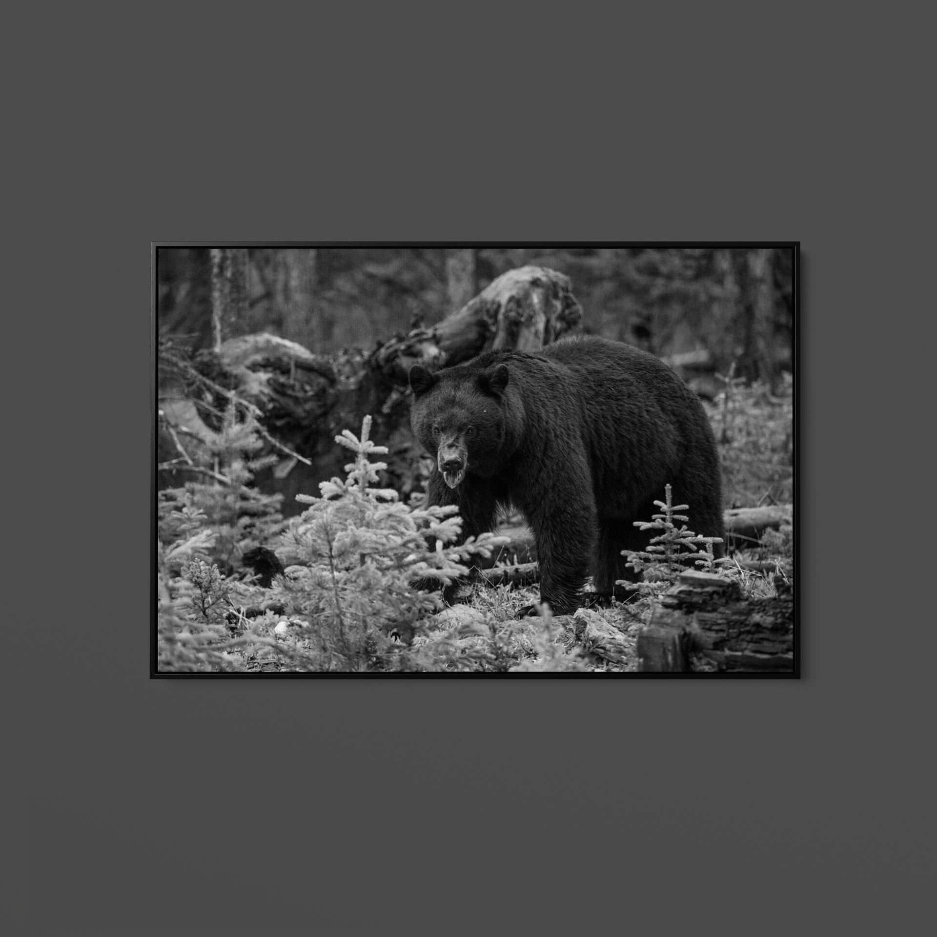 The Yellowstone Collection - Black Bear, Yellowstone National Park - Art Print - Rolled, Stretched, Framed Canvas - Free Shipping