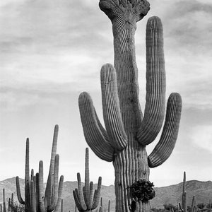Cactus in Saguaro National Monument, Arizona Stretched, Framed or Rolled Canvas, Unframed or Framed Art Print + Free Shipping