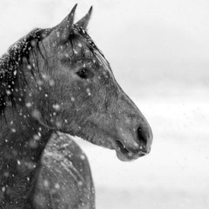 Winter Snow by The Yellowstone Collection as Paper, Canvas, or Outdoor Metal, Rolled, Stretched or Framed + Free Shipping