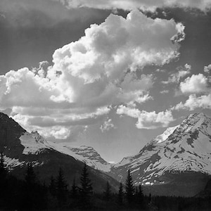 Trees in Glacier National Park, Montana Stretched, Framed or Rolled Canvas, Unframed or Framed Art Print Free Shipping
