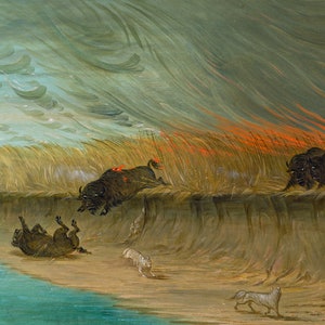 May include: A painting depicting a scene of bison fleeing a prairie fire. The bison are running through tall grass, with smoke and flames in the background. Some bison have fallen into a body of water, while others are running towards the viewer. The painting is done in a realistic style, with muted colors and a sense of urgency.