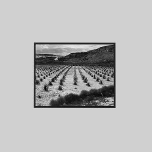Ansel Adams - Looking Across Rows of Corn, Cliff in Background, Corn Field, Indian Farm Near Tuba City, Arizona, I - Paper or Canvas
