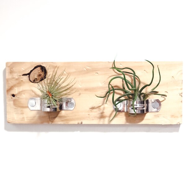 Air Plant Holder Etsy