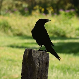 Raven Crow Metal Bird Yard Garden Art - free Shipping - Great Gift - B