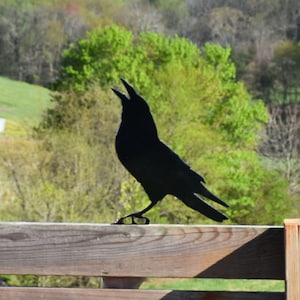May include: A black metal crow silhouette perched on a wooden fence. The crow is facing the left side of the image and has its beak open. The background is a blurry image of a white house and green trees.