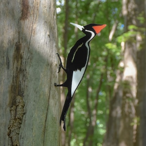 May include: A black and white woodpecker with a red beak perched on a tree trunk. The woodpecker is facing to the right and has a white stripe down its chest.