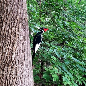 May include: A black and white woodpecker with a red crest perched on a tree trunk in a forest setting. The woodpecker is looking to the right of the image.