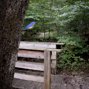 May include: A bluebird perched on a metal branch, overlooking a wooden bench and bridge in a forest setting.